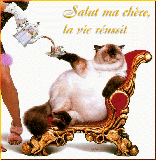 Анимация Упитанный сиамский кот в кресле с чашкой чая / Salui ma chere. la vie reussi / Mira / Topgif. ru/, гифка Упитанный сиамский кот в кресле с чашкой чая / Salui ma chere. la vie reussi / Mira / Topgif. ru/