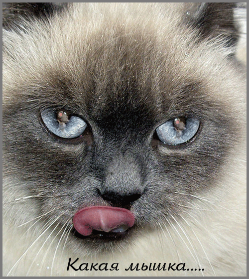 Анимация Сиамский котик с высунутым язычком с отражением мышки в его голубых глазах / Какая мышка/, гифка Сиамский котик с высунутым язычком с отражением мышки в его голубых глазах / Какая мышка/