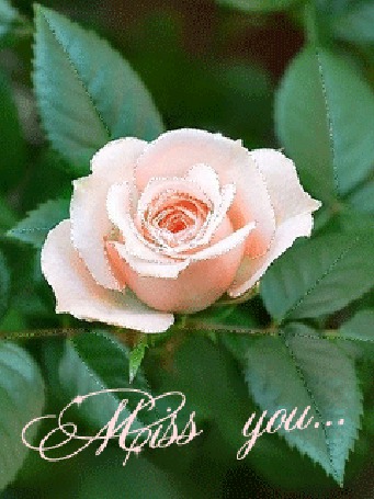 Анимация Розовая роза на ветке с листьями (Miss you.)
