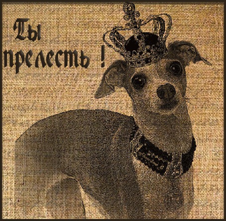 Анимация Песик с короной / Ты прелесть!