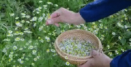 Анимация Девушка рвет ромашки