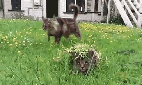 Анимация Кот умело замаскировался в траве