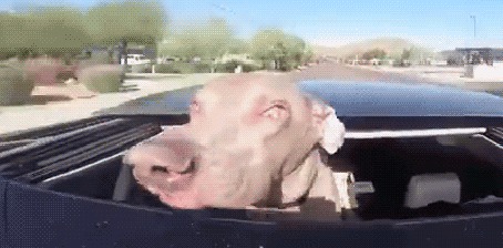 Анимация Собака едет в открытом авто, встречный поток воздуха смешно расплющивает ее морду