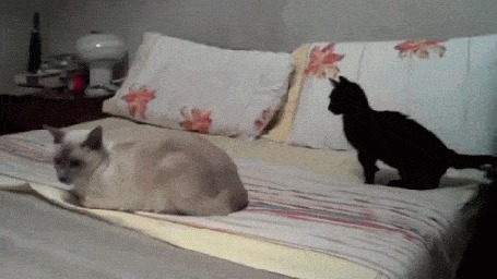 Анимация Коты дерутся на диване