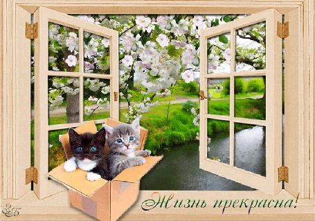 Анимация Открытое окно с видом на чудесную природу на фоне котята / Жизнь прекрасна / З, Б,/