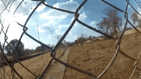Анимация Тигр подбегает к забору с сеткой и пытается поцеловать девушку, стоящую за забором (RRRRAAWWWWWRRRWWW! JUST KIDDING BOOP!)