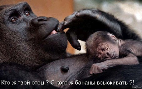 Анимация Обезьянки / Кто ж твой отец, С кого ж бананы взыскивать/