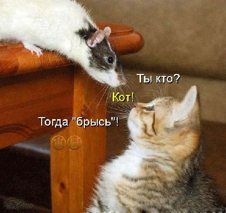 Анимация Крыса и котенок знакомятся / Ты кто, Кот, Тогда Брысь/