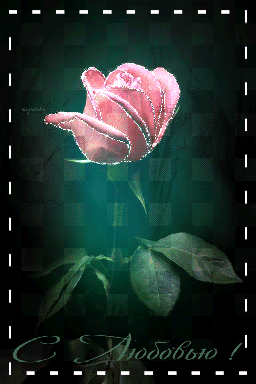 Анимация Розовая роза / С любовью/, гифка Розовая роза / С любовью/