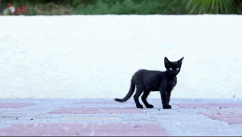 Анимация По улице гуляли черные коты, гифка По улице гуляли черные коты