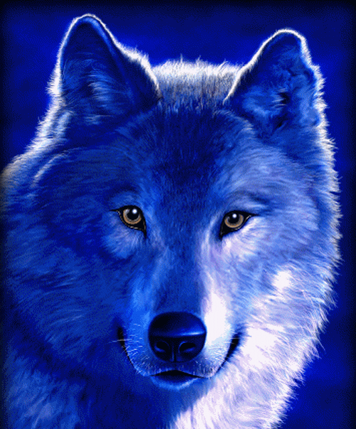 Анимация Волк голубых кровей на голубом фоне, гифка Волк голубых кровей на голубом фоне