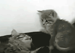Анимация Серые котята играют, гифка Серые котята играют