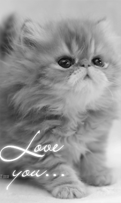 Анимация Серенький котенок (Love you / Люблю тебя), гифка Серенький котенок (Love you / Люблю тебя)