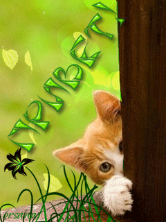 Анимация Рыжий котенок выглядывает из-за дерева на фоне цветок (Привет), Орсана, гифка Рыжий котенок выглядывает из-за дерева на фоне цветок (Привет), Орсана