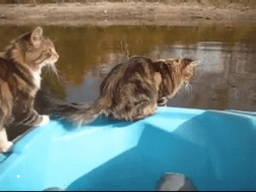 Анимация Кот прыгает с лодки в воду, решив, что так можно быстрее добраться до берега, гифка Кот прыгает с лодки в воду, решив, что так можно быстрее добраться до берега