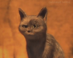 Анимация Прикольная, моргающая кошка, гифка