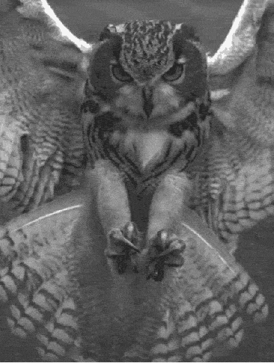 Анимация Агрессивное нападение совы с лету, гифка Агрессивное нападение совы с лету