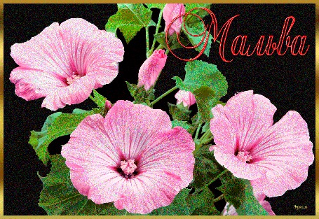 Анимация Цветы розовой мальвы (Мальва), Эрика