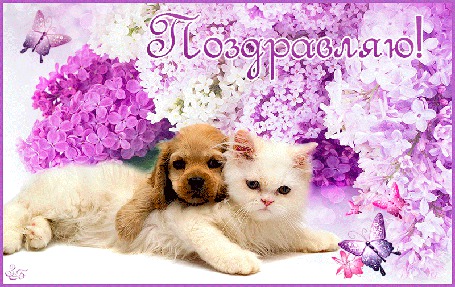 Анимация Белый котенок с собачкой на фоне сирени и бабочек (Поздравляю!)