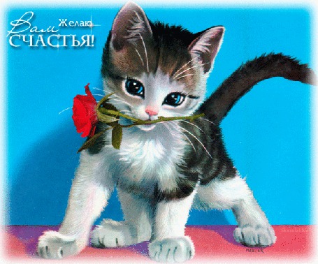 Анимация Котенок с розой во рту (Желаю вам счастья), Скандалика