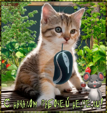 Анимация Котенок с мышками на фоне природы и цветов (С началом рабочей недели) , ЛУША