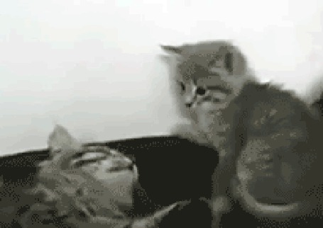 Анимация Серые котята играют