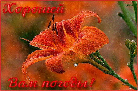 Анимация На цветке блестит капелька росы (Хорошей вам погоды!), Эрика