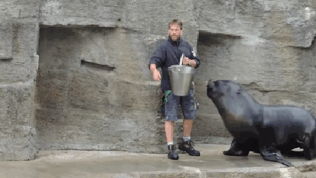 Анимация Любовь моржей к человеку