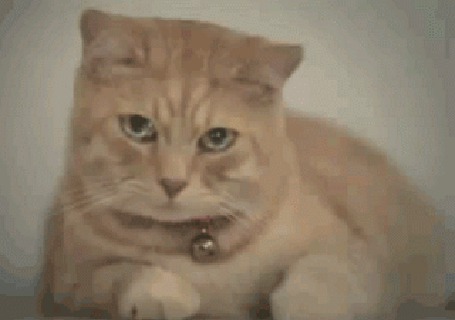 Анимация Кот с бубенчиком на ошейнике