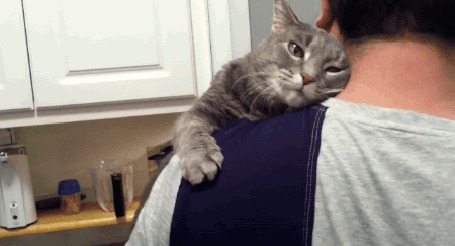 Анимация Кот лежит на плече хозяина