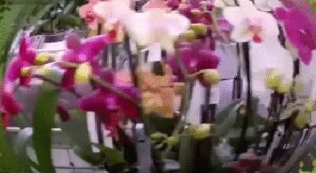 Анимация Разноцветная карусель цветов