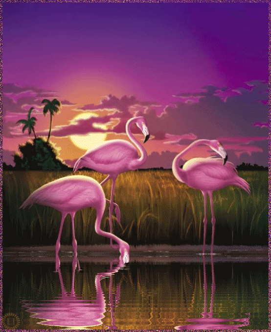 Анимация Розовые фламинго на фоне заката с отражением в воде, гифка Розовые фламинго на фоне заката с отражением в воде