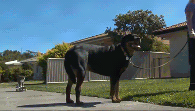 Анимация Кот на скейтборде перепрыгивает собаку породы ротвейлер, гифка
