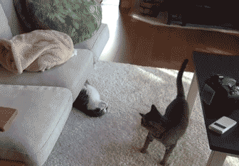 Анимация Смешные коты играются, гифка Смешные коты играются