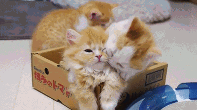 Анимация Три котенка играют в коробке, гифка Три котенка играют в коробке