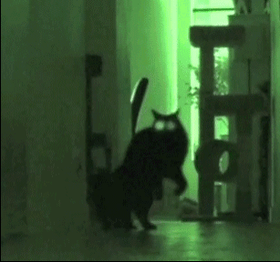 Анимация Черный кот с светящимися глазами скачет по коридору в тусклом зеленом свете, гифка Черный кот с светящимися глазами скачет по коридору в тусклом зеленом свете
