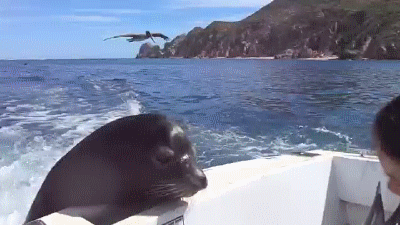 Анимация Морской лев запрыгивает в лодку за рыбой, гифка Морской лев запрыгивает в лодку за рыбой