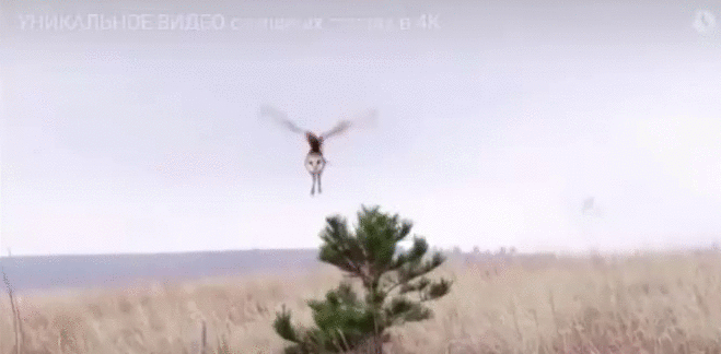 Анимация Полет белой совы, гифка Полет белой совы
