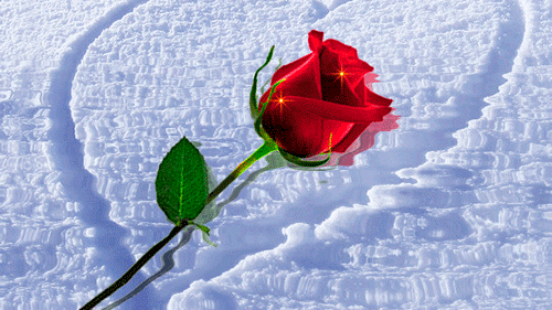 Анимация Красная роза на воде, гифка Красная роза на воде