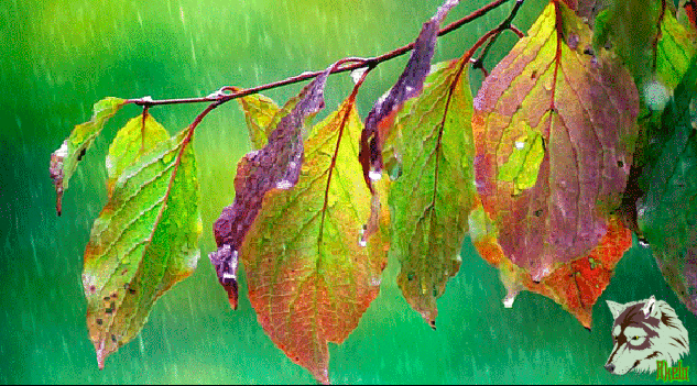 Анимация Первый осенний дождь на меняющие свой цвет листья дерева, гифка Первый осенний дождь на меняющие свой цвет листья дерева
