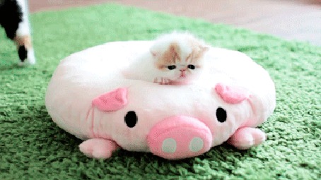 Анимация Котенок лежит на игрушке в виде свиньи