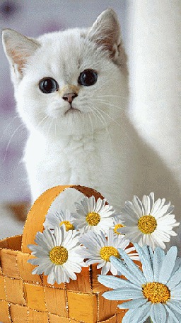 Анимация Белый котенок сидит у лукошка с ромашками