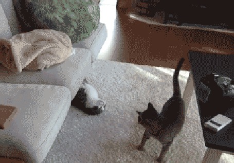 Анимация Смешные коты играются