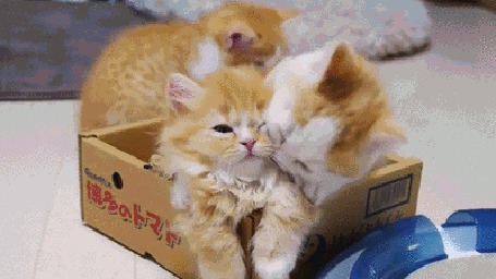 Анимация Три котенка играют в коробке