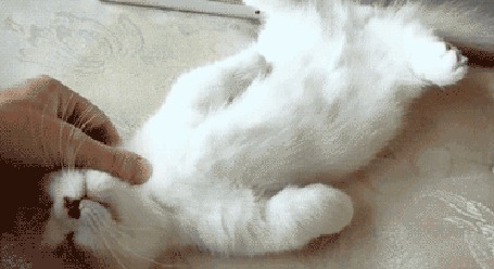 Анимация Крепко спит белый котенок