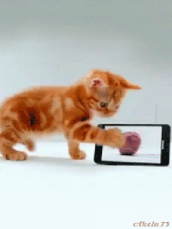 На телефоне включи кот. Живые кошки. Котята которые двигаются. Рыжий кот с телефоном. Рыжий котенок гифка.