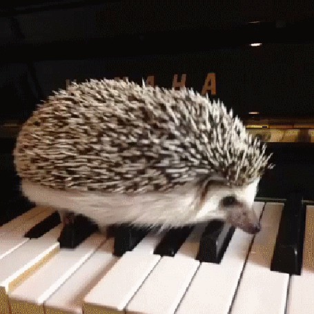 Анимация Ежик идет по клавишам
