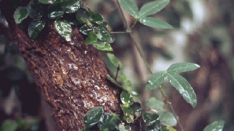 Анимация Вода капает с листочка