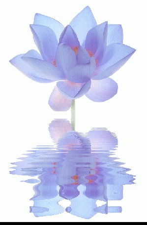 Анимация Голубой лотос и его отражение в воде