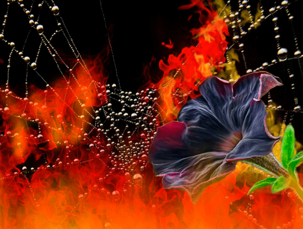 Анимация Цветок и паутина в огне и каплях воды, гифка Цветок и паутина в огне и каплях воды